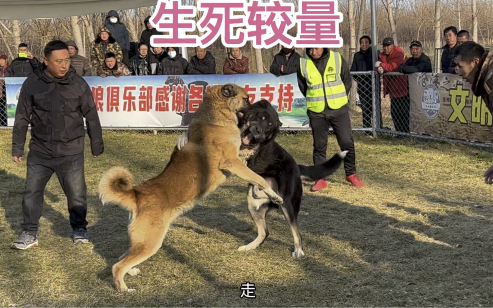 绝地反击,实力碾压对手 绝地反击,实力碾压对手
